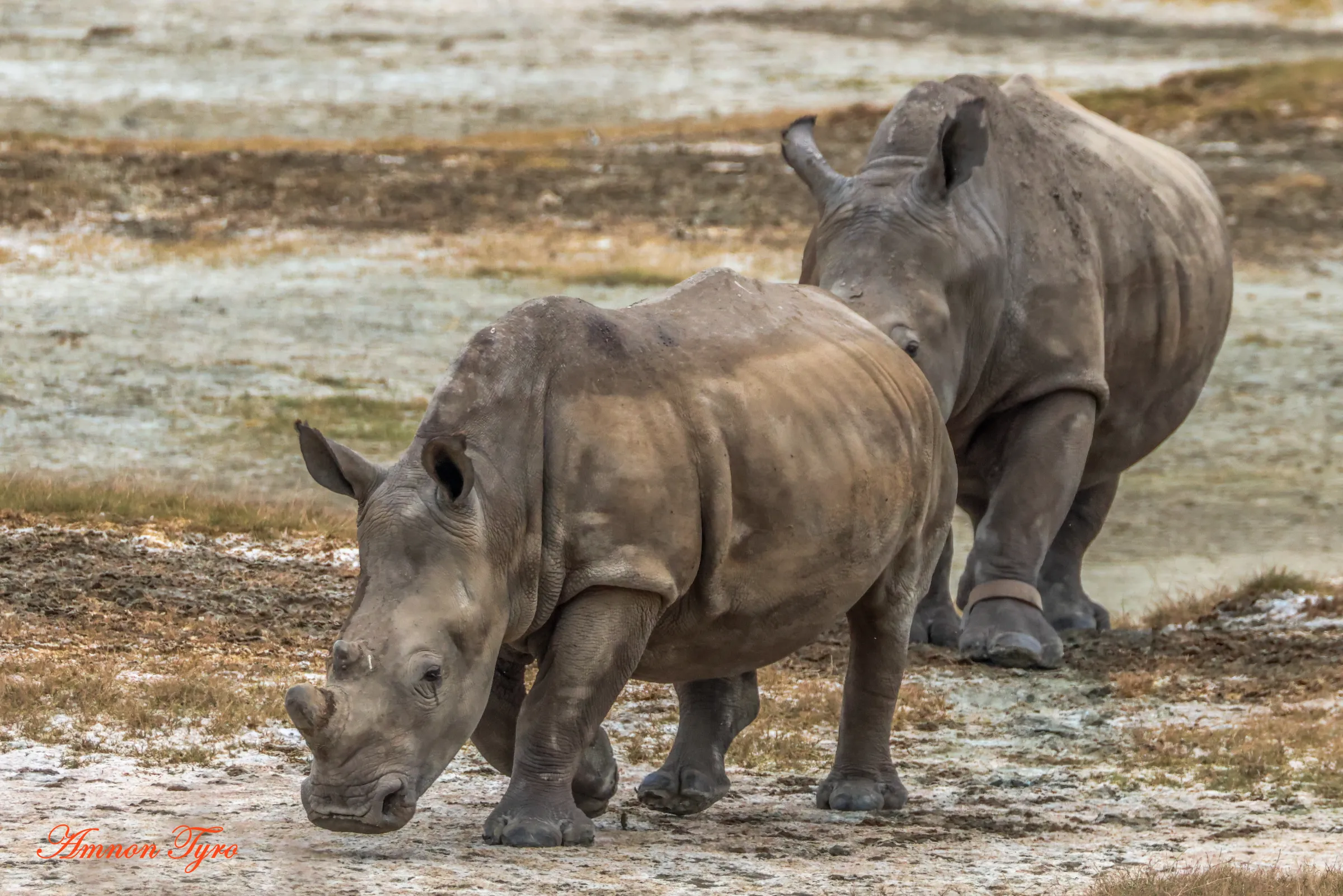 Black rhino in Ngorongoro: how real are your chances?