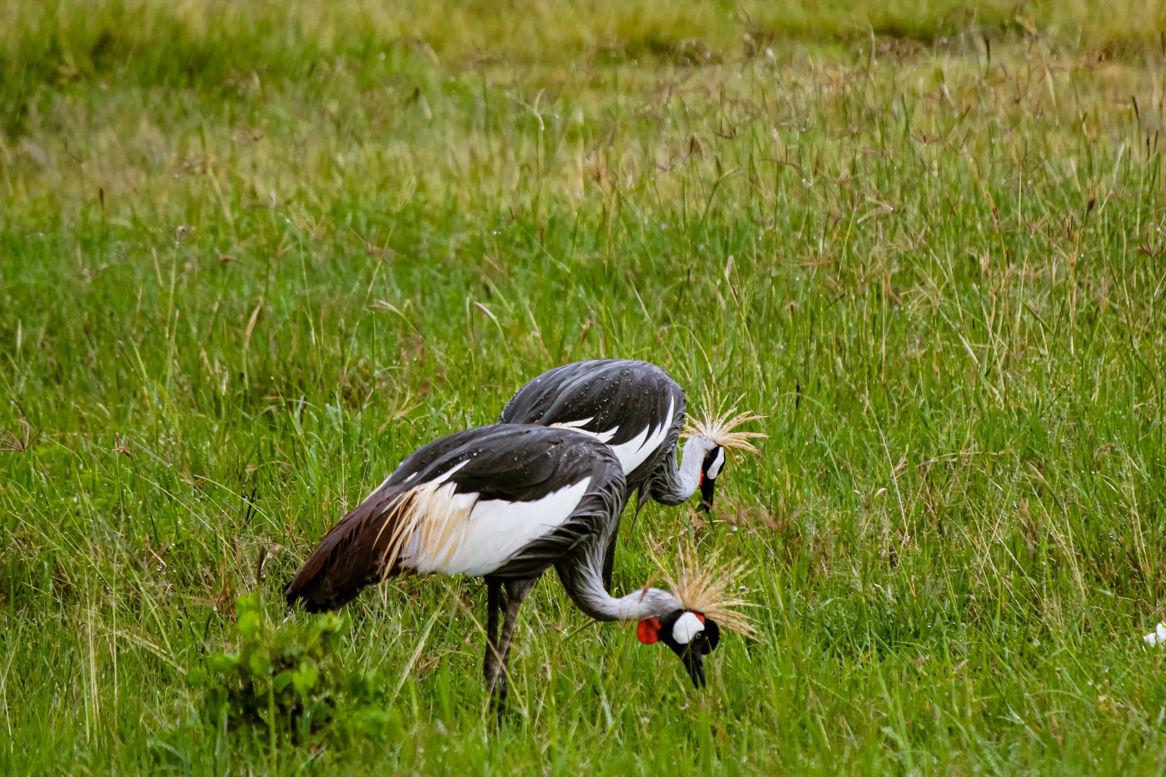7-Day Tanzania Safari & Zanzibar Beach Holiday photo 3