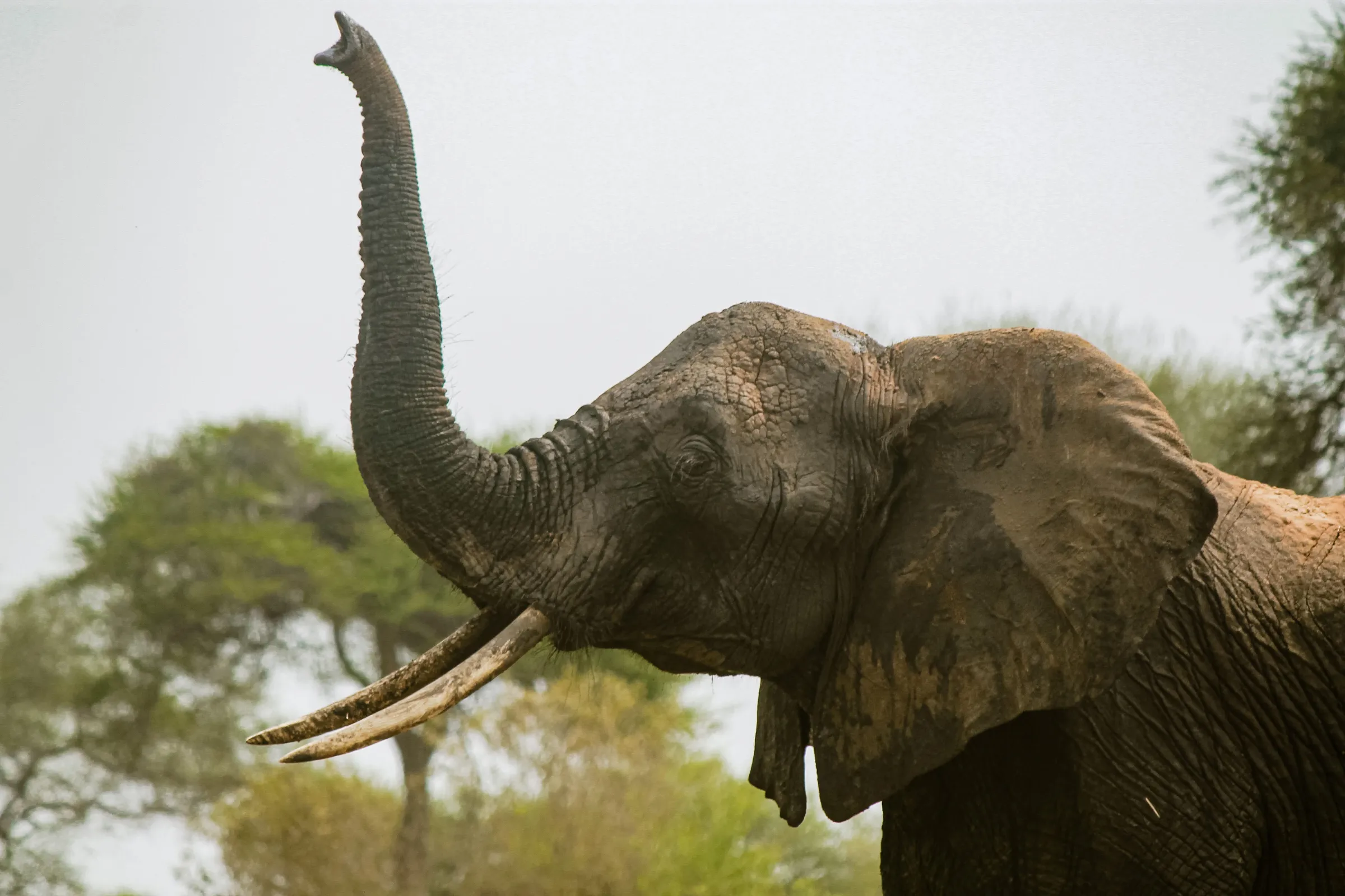 3-Day Tarangire & Ngorongoro Safari