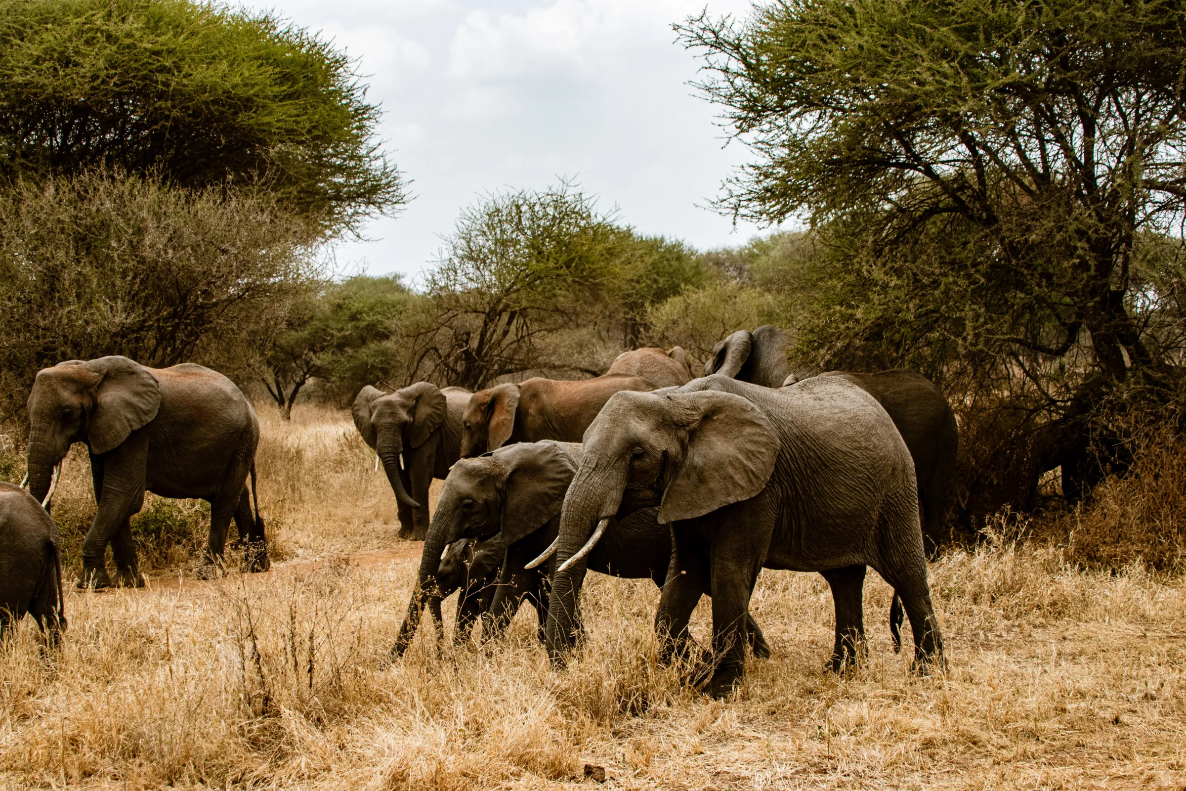 Tarangire National Park