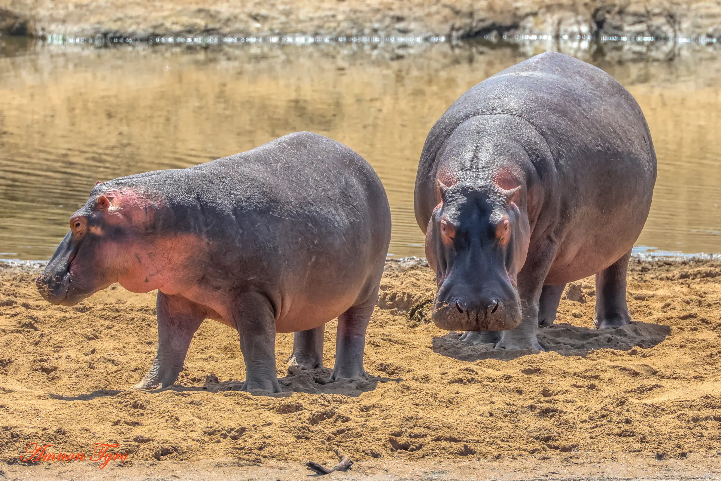4-Day Northern Circuit Lodge Safari