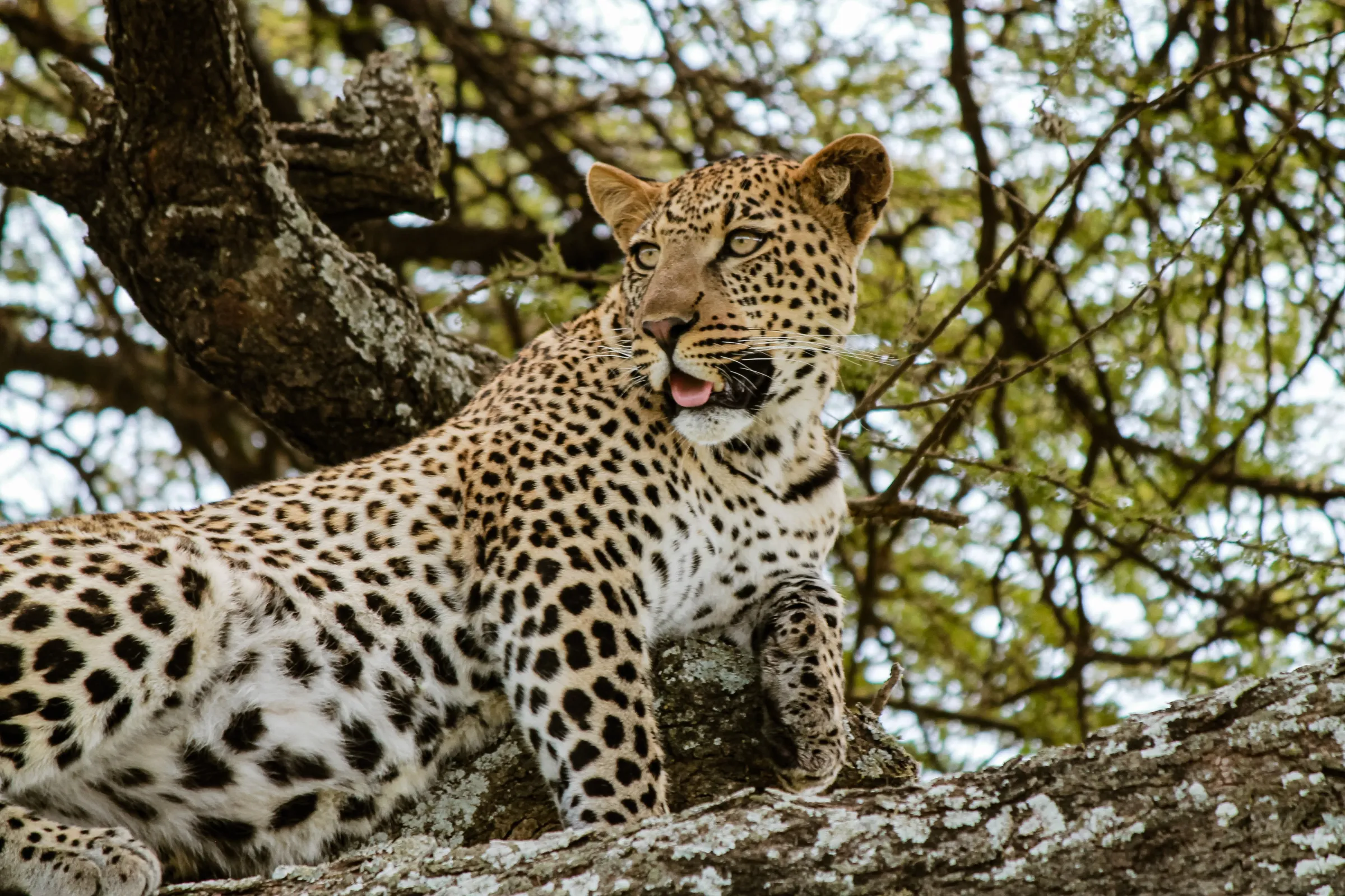 7-Day Tanzania Safari & Zanzibar Beach Holiday photo 2