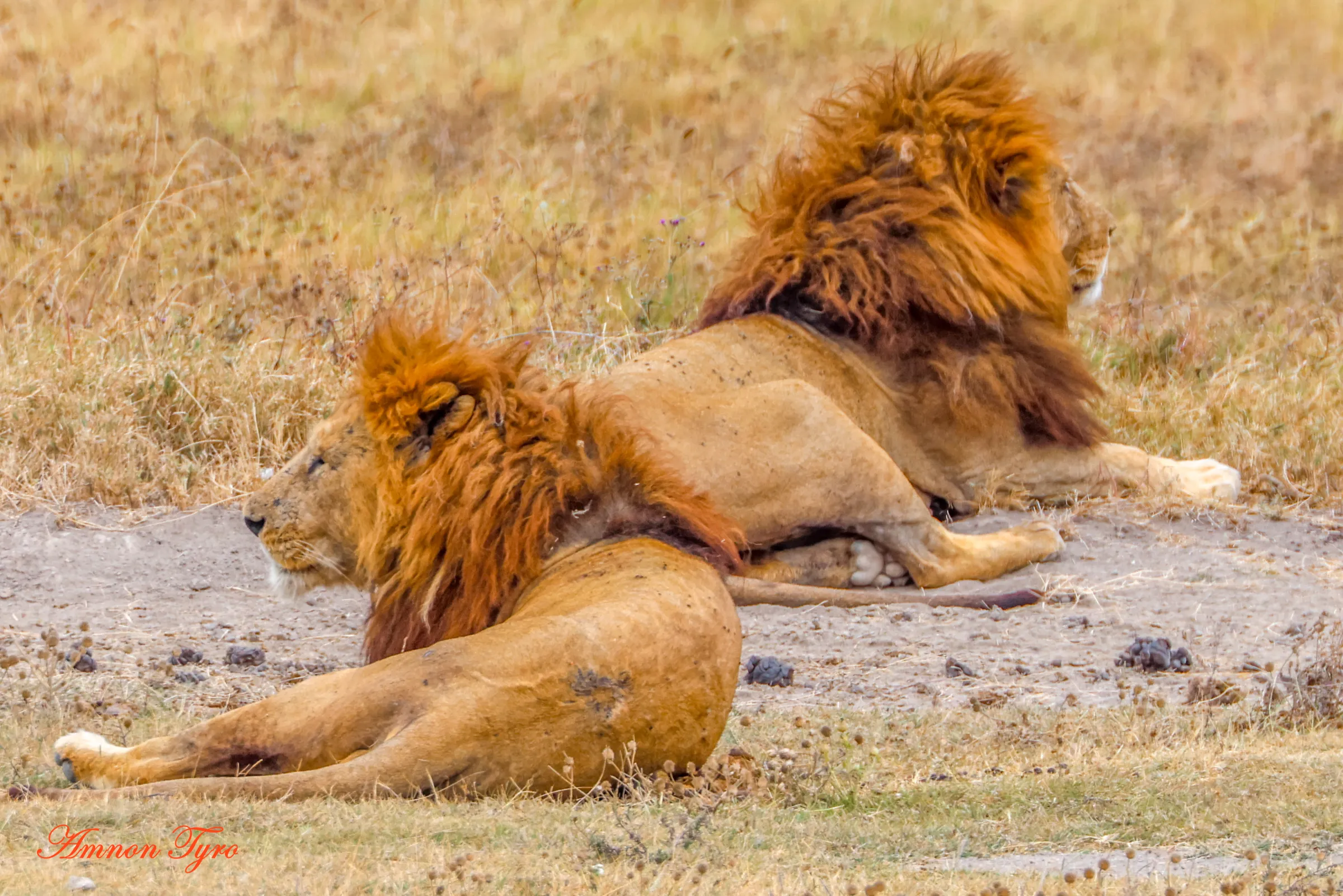 Ngorongoro Crater in a single day: is it worth it?