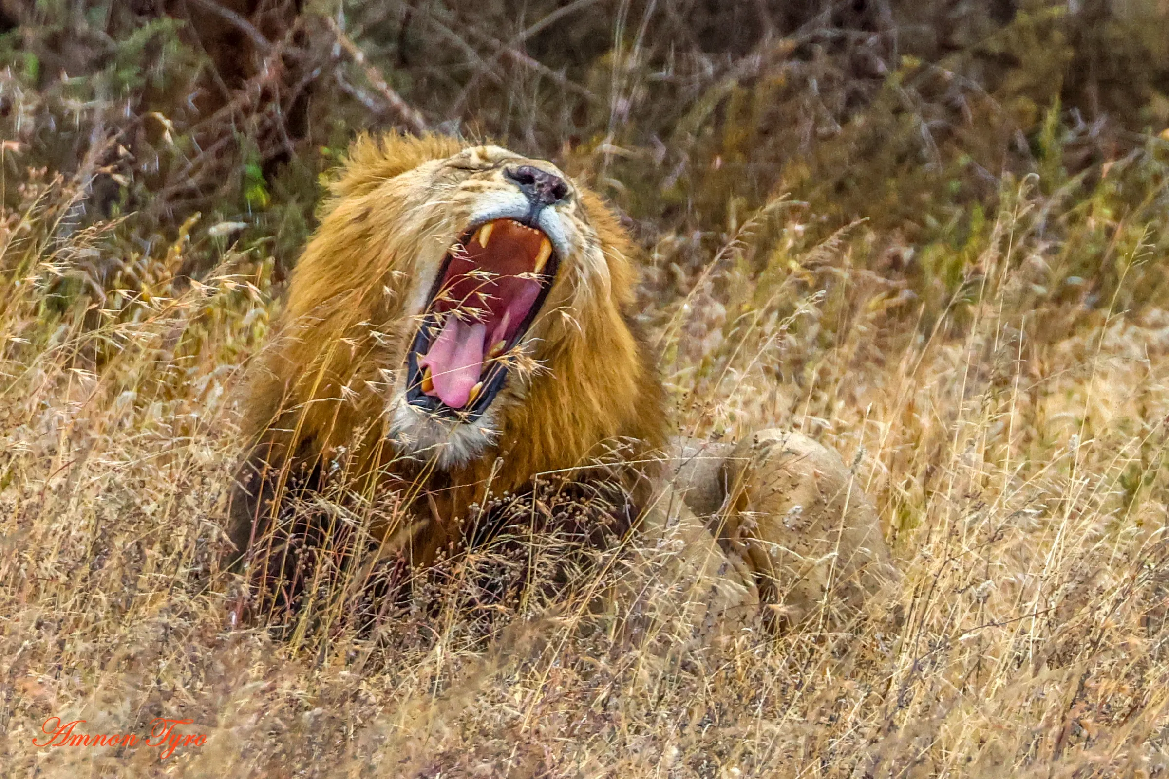 5-Day Serengeti & Ngorongoro Crater Safari