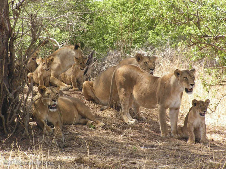 Tree-climbing lions of Lake Manyara: fact or myth?