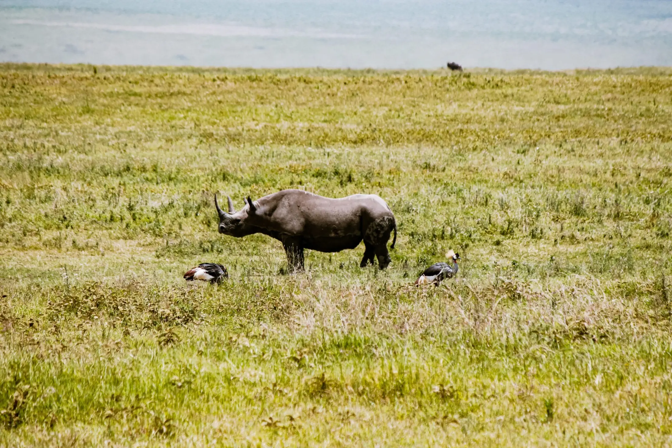 Ngorongoro Crater rim