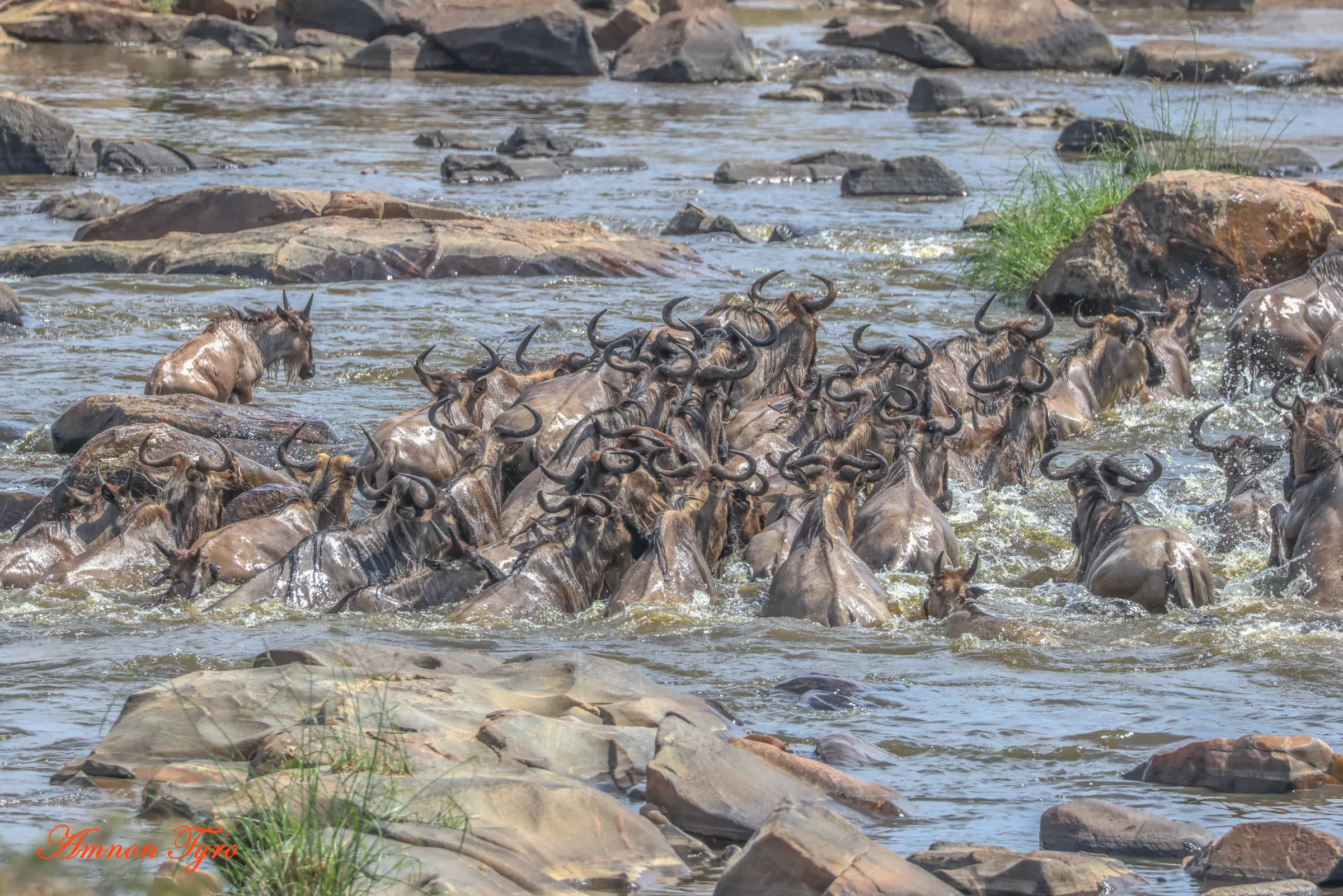 6-Day Great Migration Safari