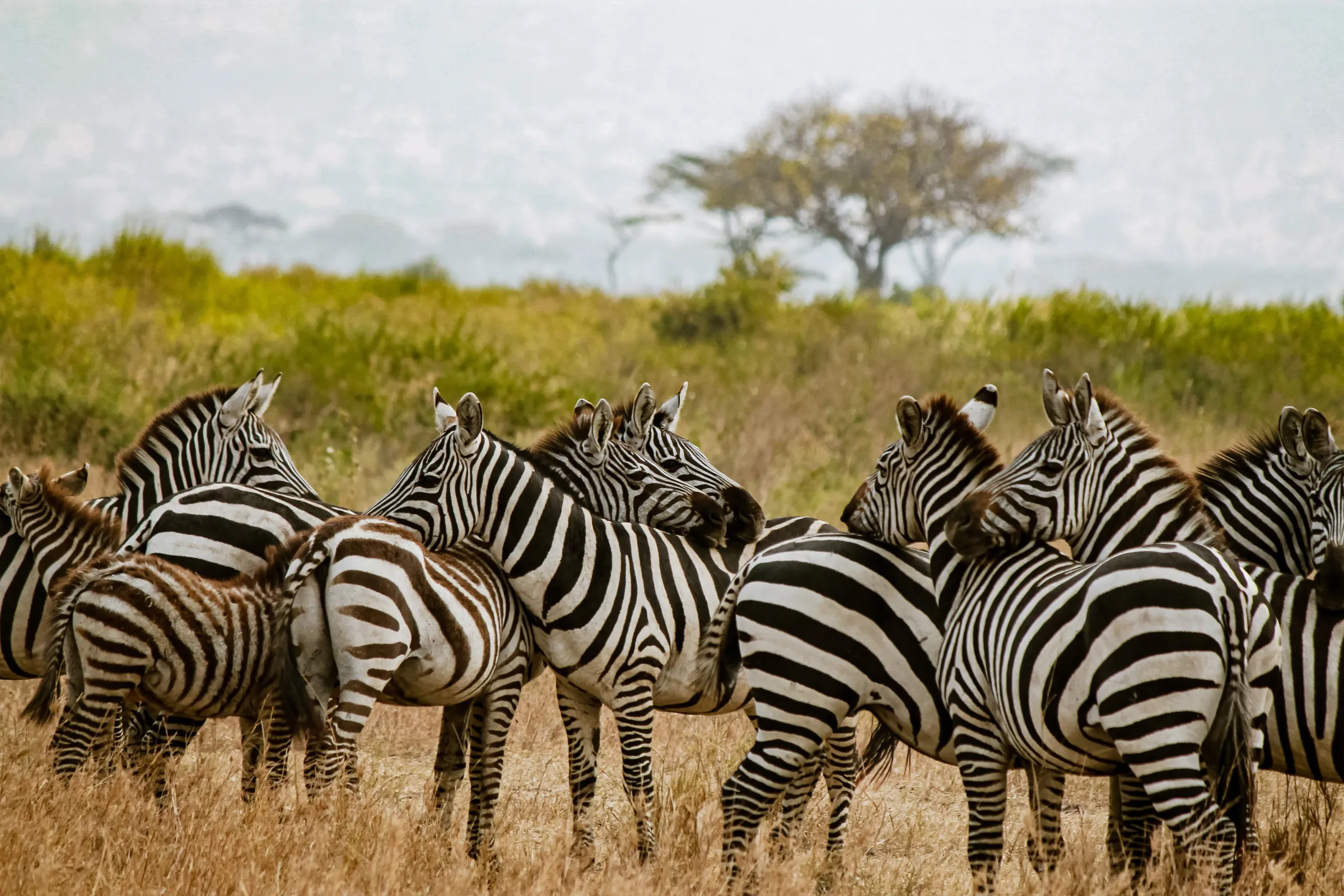 The Great Migration